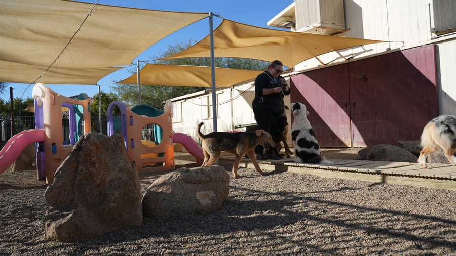 Dogs in trainer-supervised group play at Partners