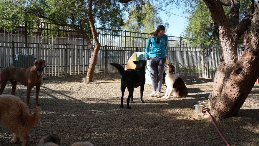 Staff member supervising a mixed group of adult dogs in a shaded gravel play yard, with an Australian Shepherd sitting calmly beside her