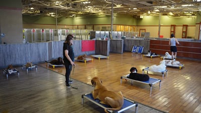 A trained Partners Dogs staff member works a dog along the kennel wall in the indoor daycare and boarding hall, the kind of credentialed, hands-on skill CCPDT certification represents