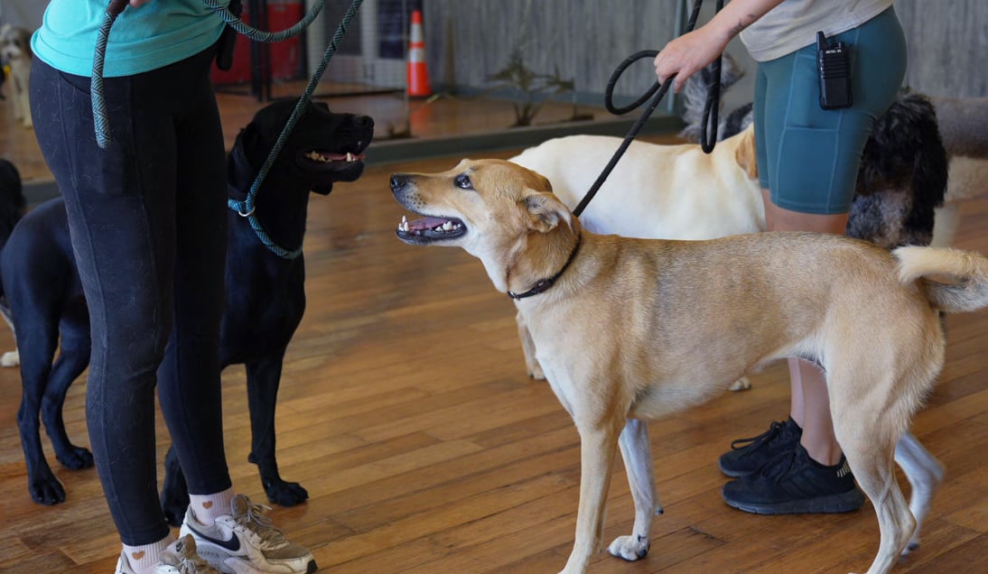 A handler manages the moment as a yellow Lab vocalizes toward another dog on leash indoors, the exact reactivity the intensive is built to resolve.
