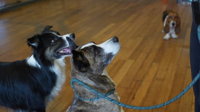 Two adult dogs greeting nose to nose on leash inside a Partners Dogs indoor daycare space, with a third dog visible in the background.