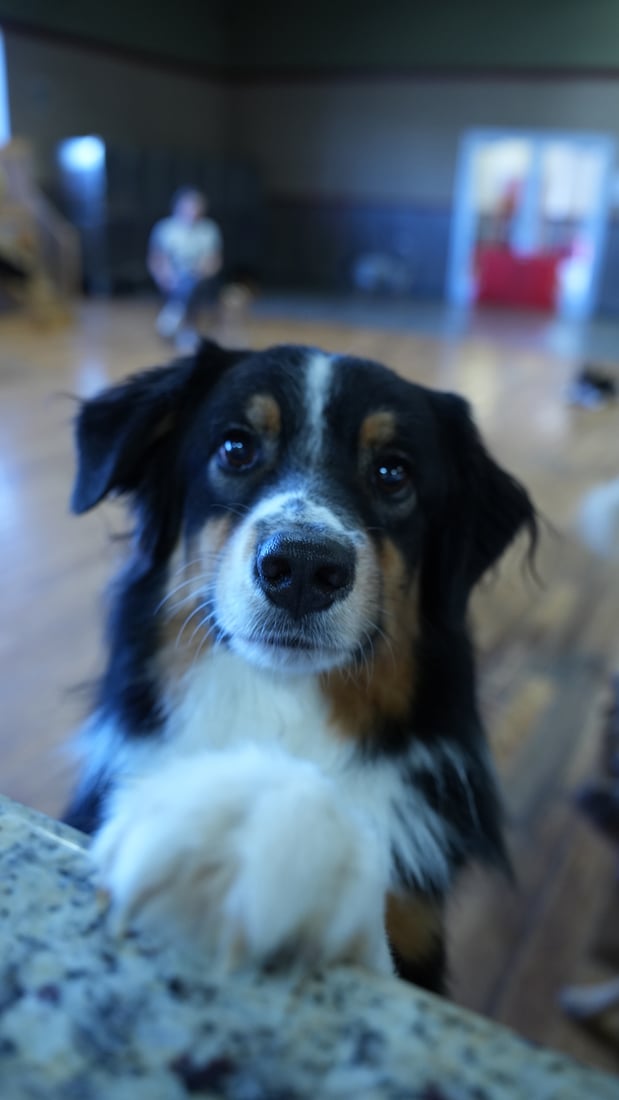 An alert merle Australian Shepherd looks attentively at the camera, ready for a PD360 assessment.