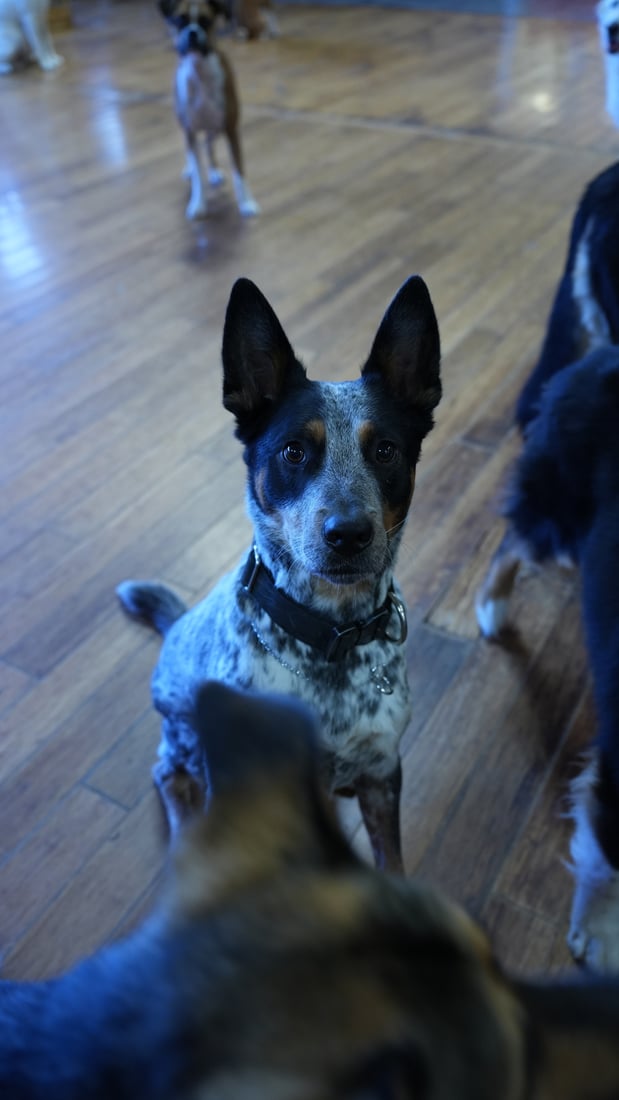 A speckled Australian cattle dog sits attentively on an indoor wood floor, focused and responsive during a real-world test.