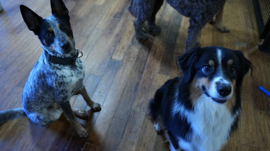 A Partners trainer working hands-on with dogs at the facility