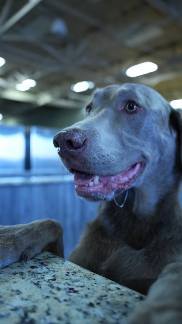 A silver-grey Weimaraner rests its chin and paw on a ledge indoors in a calm, quiet portrait, an easy pace for an older dog.