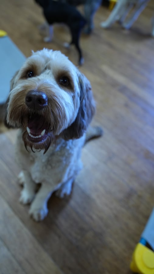 Cream doodle dog sitting and looking up on an indoor daycare floor.