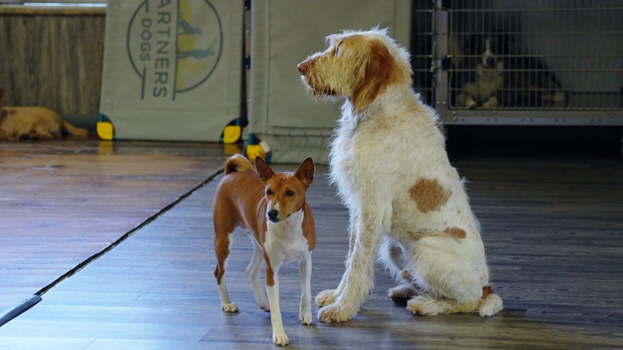 Two relaxed dogs standing together in a familiar indoor Partners Dogs space