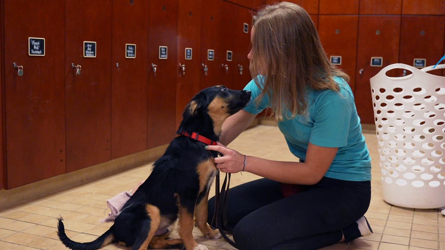 A teal-shirted staff member kneels face-to-face with a black-and-tan dog near the grooming lockers, an affectionate moment.