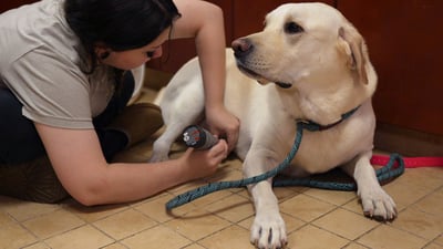 Calm senior yellow Labrador resting quietly on the floor, the kind of low-key routine that helps a dog with cognitive decline stay settled during a boarding stay.