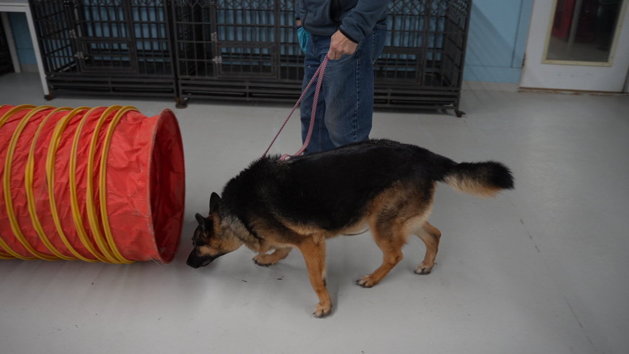 A German Shepherd works nose-down sniffing the floor near a red tunnel indoors with its handler behind, locked into the search.