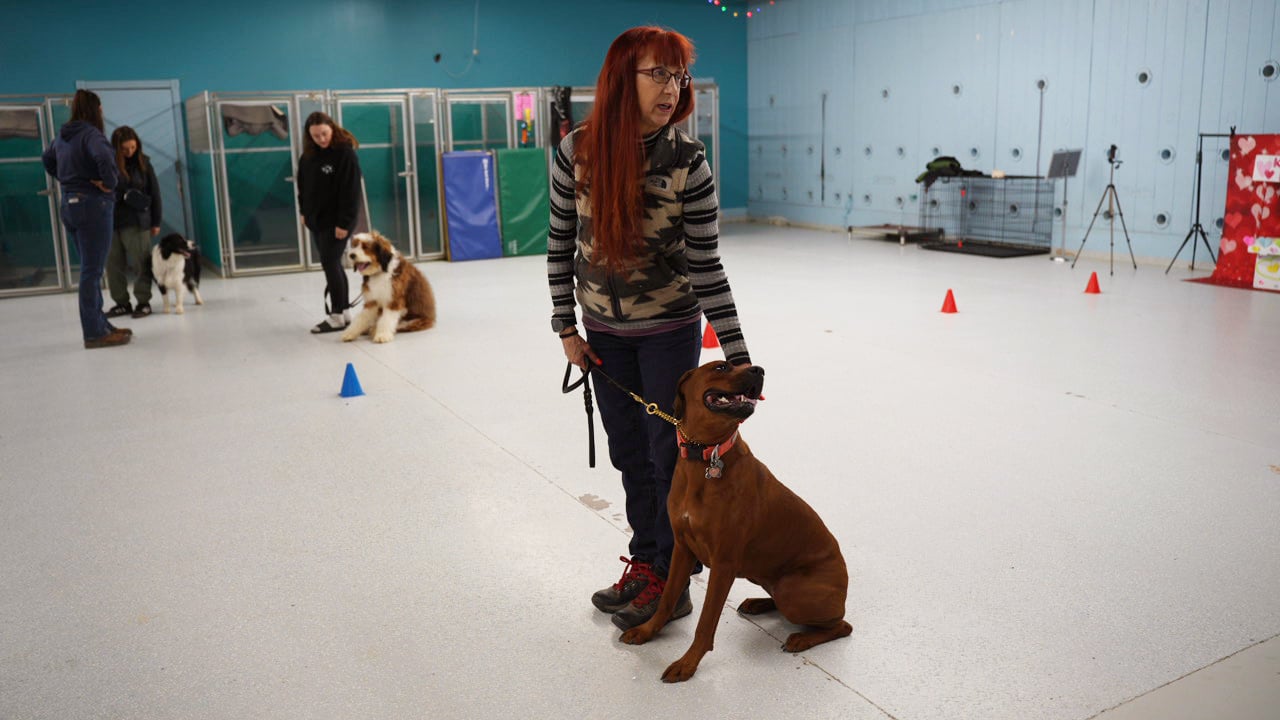 An indoor class at Cave Creek where a red-haired handler sits a rust-colored dog beside her among cones and other dogs.