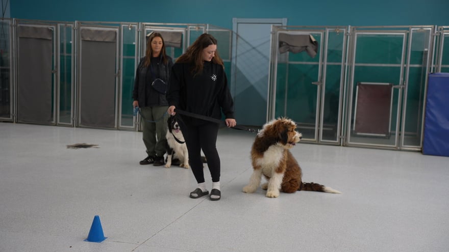 Two handlers work two doodles calmly on leash during a controlled indoor manners class, the kind of group setting dogs must be vaccinated and ready for.