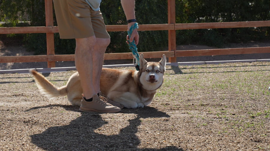 A Partners graduate working calmly off-leash with a trainer
