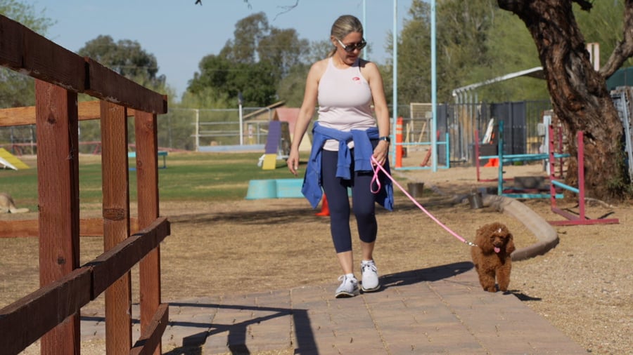 Dogs in trainer-supervised group play at Partners
