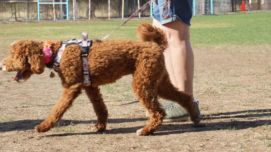 A brown standard poodle trots on leash beside its handler outdoors, training where real-world challenges happen.