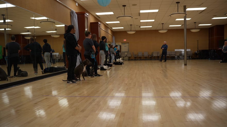 A wide indoor group class with several handlers and dogs lined up across the mirrored studio floor.