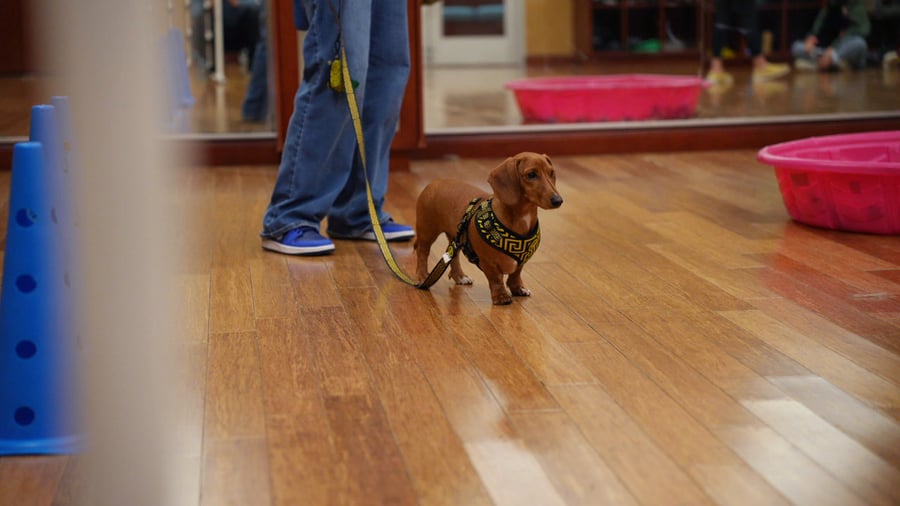 A Partners graduate working calmly off-leash with a trainer