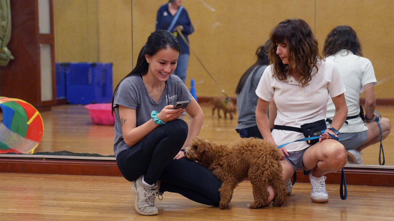 A handler kneels with a doodle puppy during a Scottsdale group class with other handlers nearby, the campus minutes east on Shea.