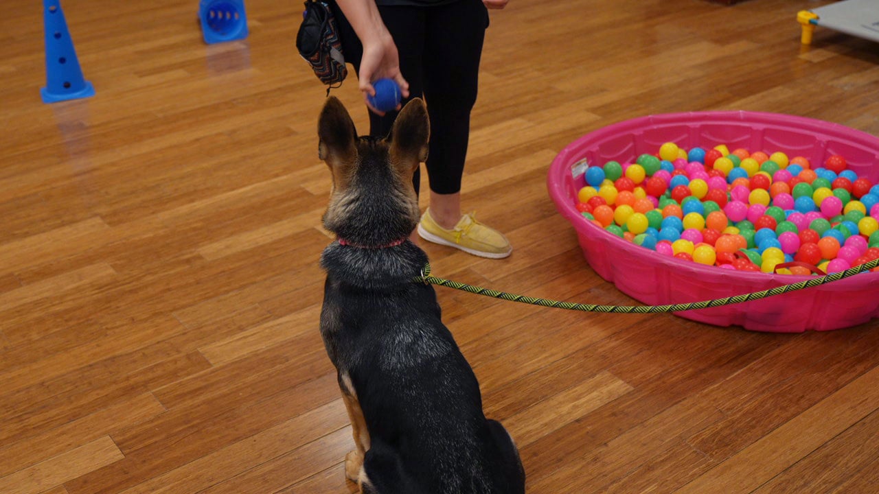 A black kelpie sits engaged in front of a colorful ball-pit enrichment pool indoors.