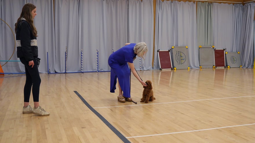 An older woman in purple bends to work a small poodle puppy on the training floor, showing training is accessible to every owner and dog.