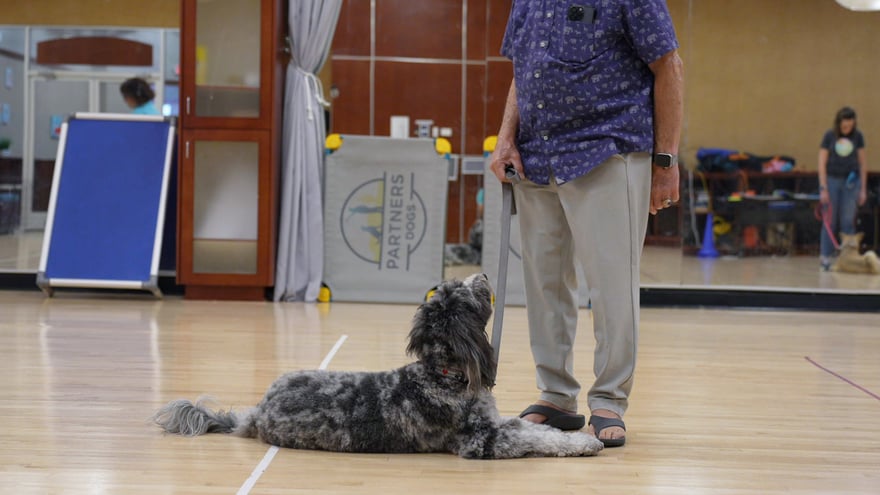 A merle doodle holds a down-stay at its handler's feet in the training studio, a Partners Dogs banner behind them.