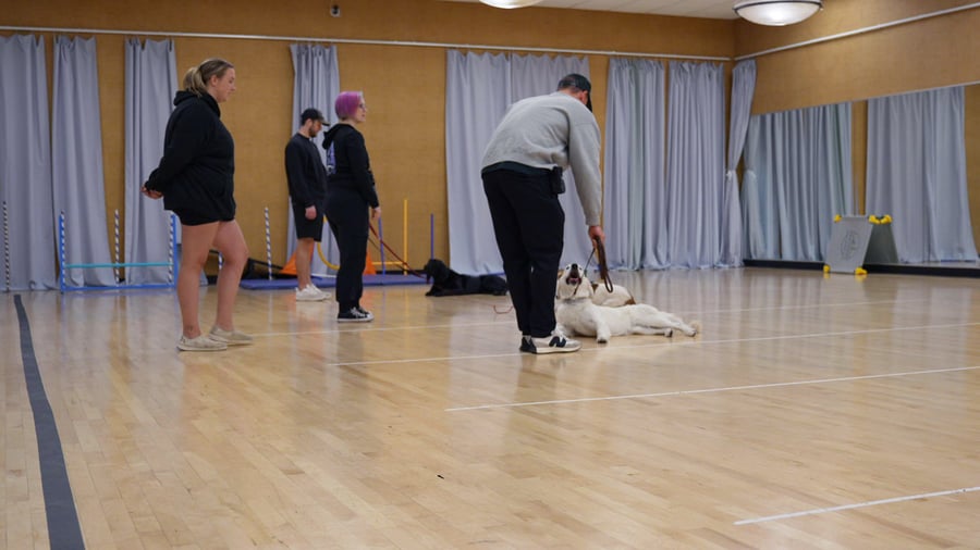 Partners trainer working one-on-one with a focused dog during structured DayCamp training