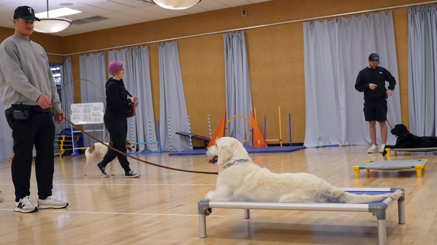 A Partners graduate working calmly off-leash with a trainer
