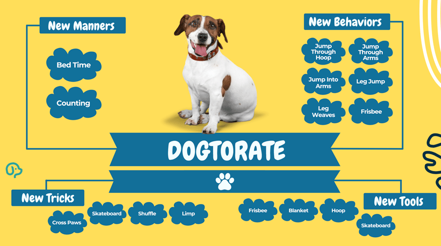 Highest-level training: dog confidently working around complex moving objects