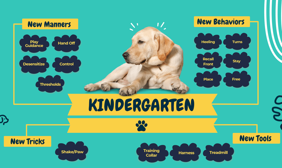 Partners Dog School Pet Parenting Group Class group lineup