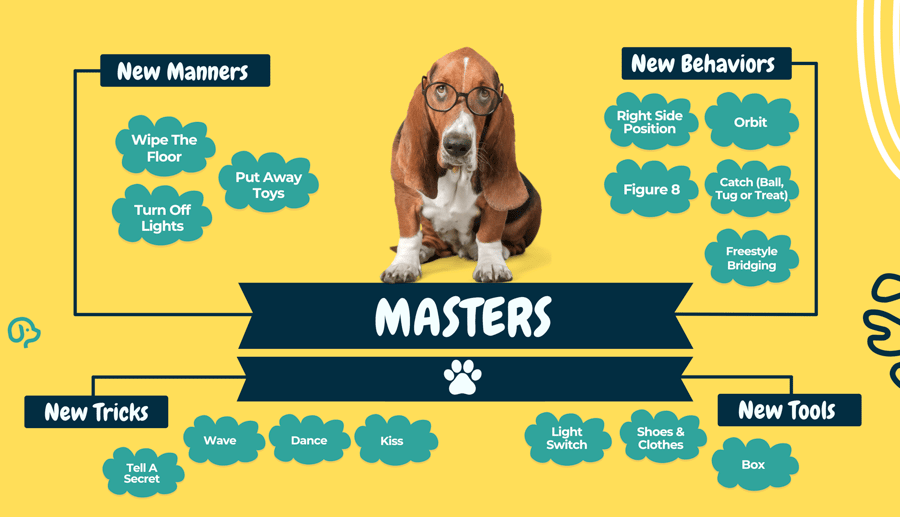Advanced obedience demonstration: Masters-level focused work