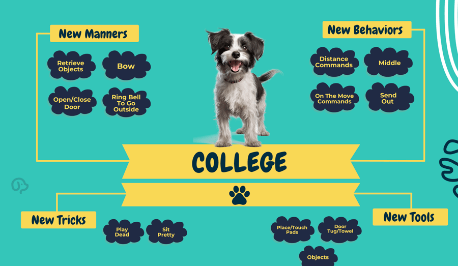 Dog wearing a graduation cap, a Partners Dog School training graduate