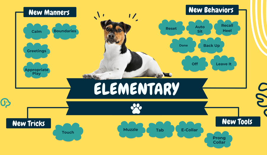 An infographic of the elementary dog training curriculum with a Jack Russell terrier mix and skill lists.