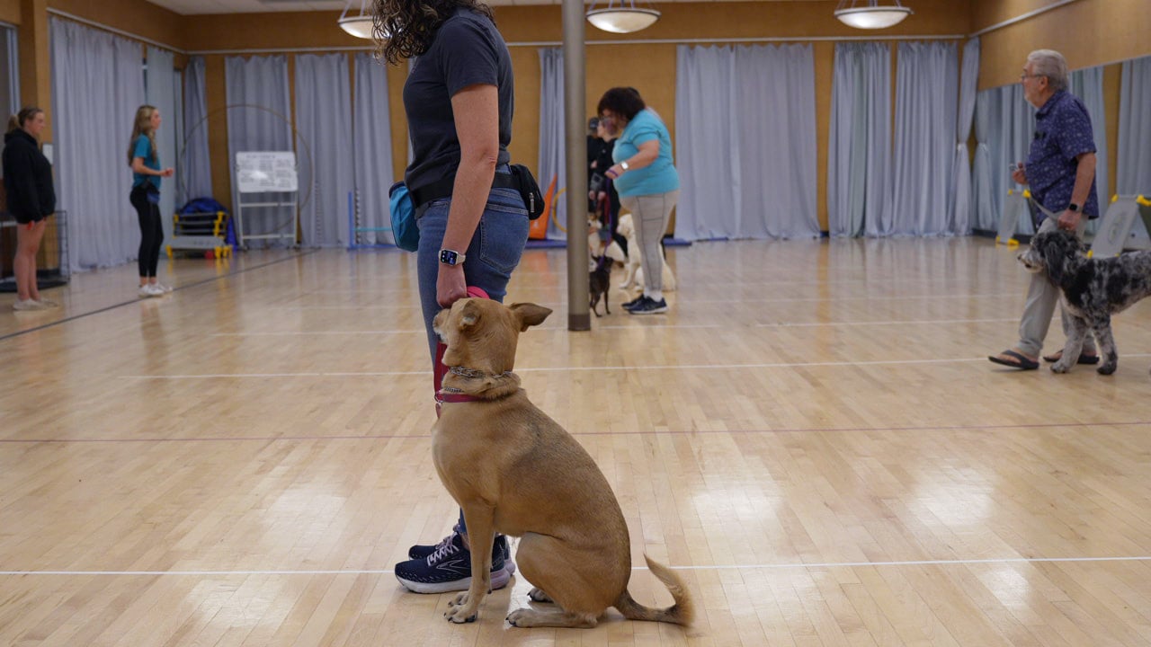 A tan pit-lab puppy sits on a pink leash beside its handler on the indoor floor during a Scottsdale class.