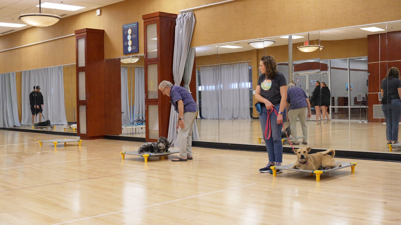 An indoor Scottsdale group class with handlers and small dogs working on the floor.