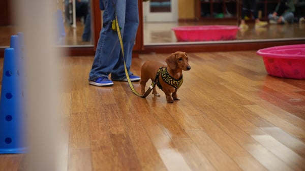 Group class — handler practicing CGC obedience skills with a coached dog