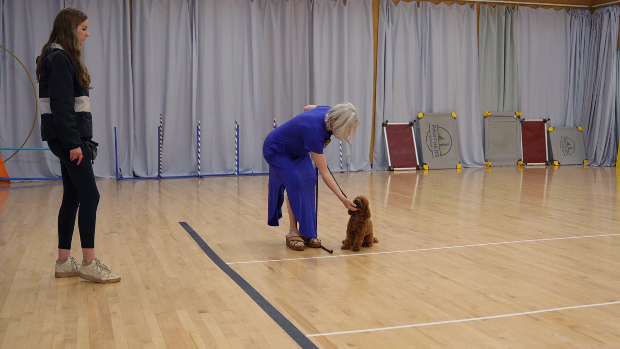 Handler working an adult poodle on the training floor at a Partners Dogs group class in Scottsdale