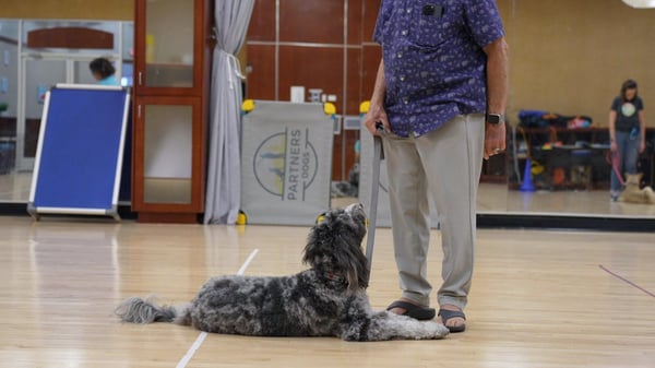 Behavior Camp — Partners Dogs trainer guiding focused calm dog through structured rehabilitation