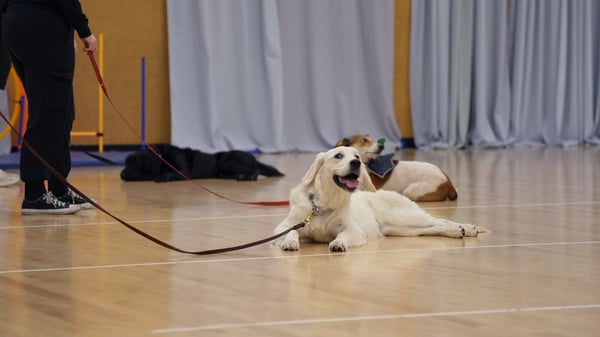 calm focused dog working through behavior modification at Partners Dogs