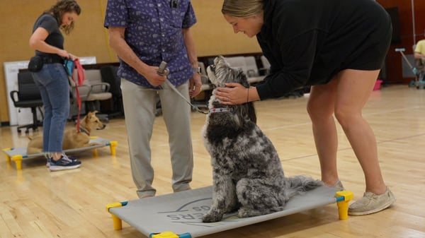 Transform Camp — Partners Dogs senior trainer rehabilitating a severe-case dog