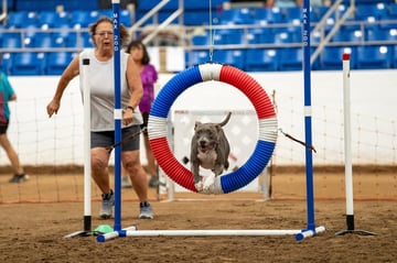 Anita Elias, Lead Sales at Partners Dog Training