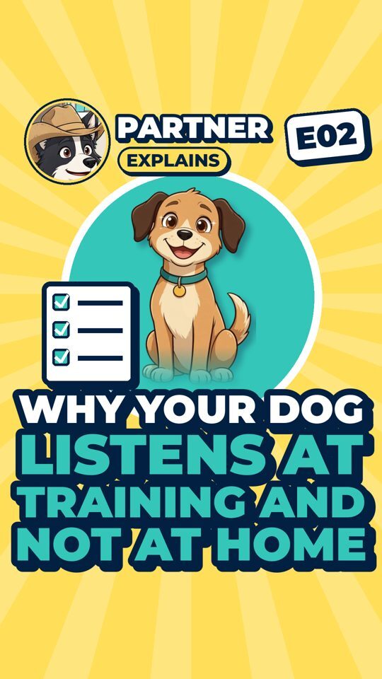 Partner Explains cartoon cover: Why your dog listens at training and not at home.