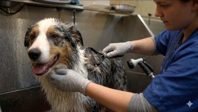 An adult blue merle Australian Shepherd being brushed with a dematting comb during a bath, tongue out and relaxed while a groomer works through its wet coat.