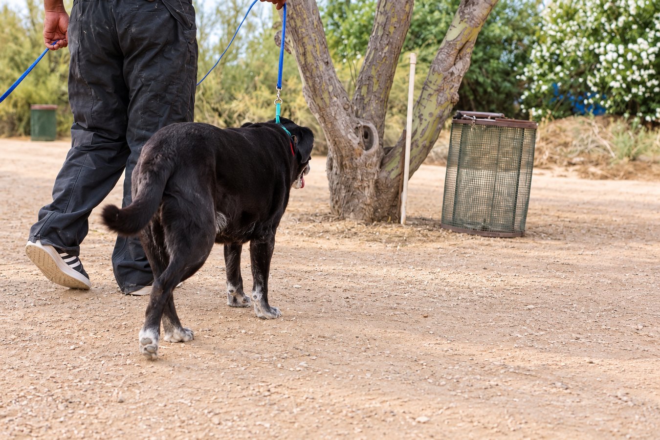 Black dog on a leash walking beside a handler’s lower body toward a secured mesh training cage near a tree.