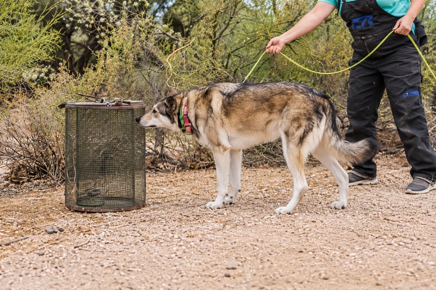 Gray and tan dog on a leash beside a secured mesh training cage in a desert training area.