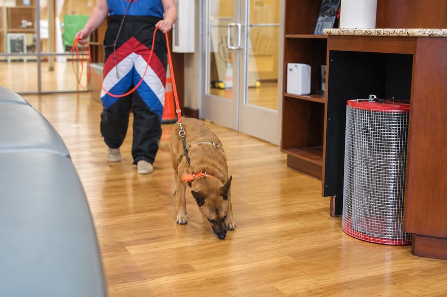 Tan dog on a leash exploring an indoor reception area beside a red-rimmed mesh training cage, with the handler’s lower body behind it.