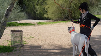 Partners Dogs trainer and a white dog working together on a long line in a Sonoran desert wash
