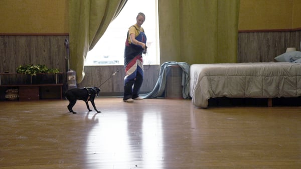 Rattlesnake avoidance training session — Partners Dogs Arizona