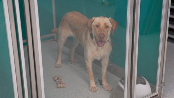 Partners Dogs senior trainer conducting an in-depth Transform Camp behavioral assessment