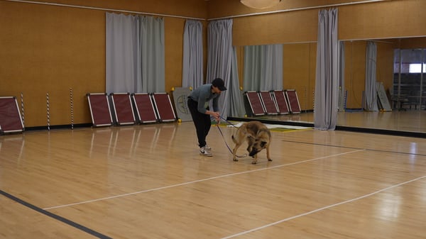 Partners Dogs trainer running intensive Transform Camp aggression modification with a dog