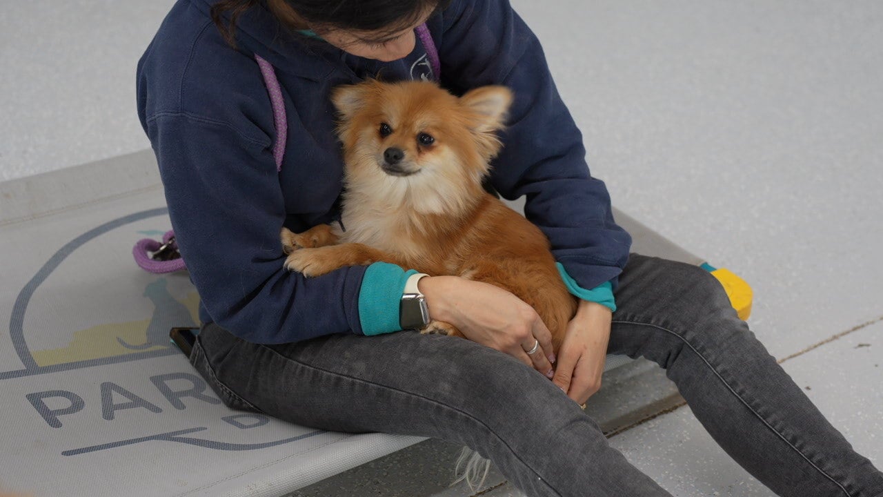 A person sits on a Partners place cot gently holding a fluffy red-and-cream Pomeranian on their lap as the small dog looks toward the camera.